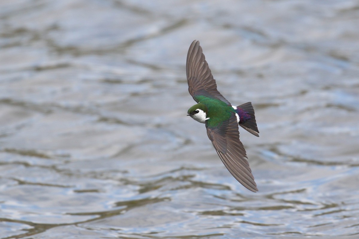 Violet-green Swallow - Alex Lamoreaux