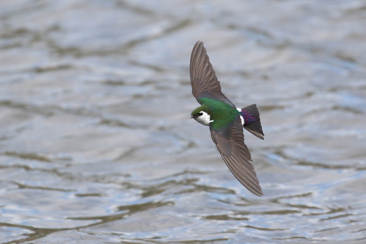 Violet-green Swallow - ML219240251