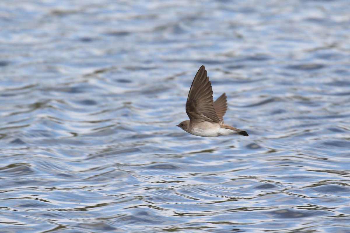 Northern Rough-winged Swallow - Alex Lamoreaux