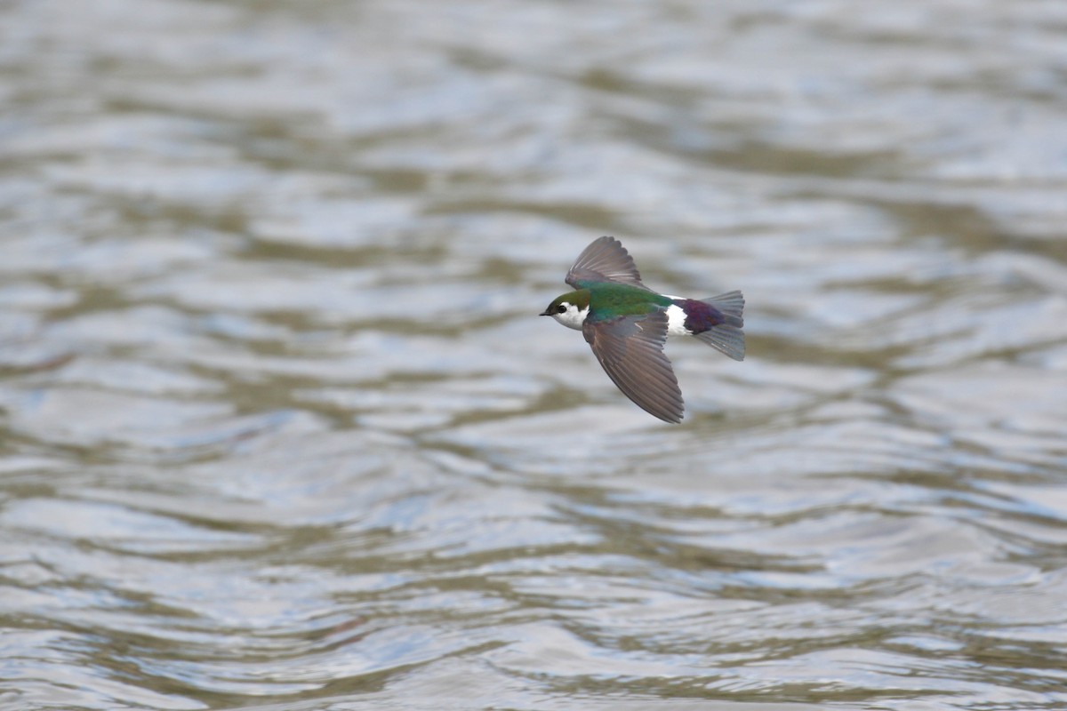 Golondrina Verdemar - ML219240371