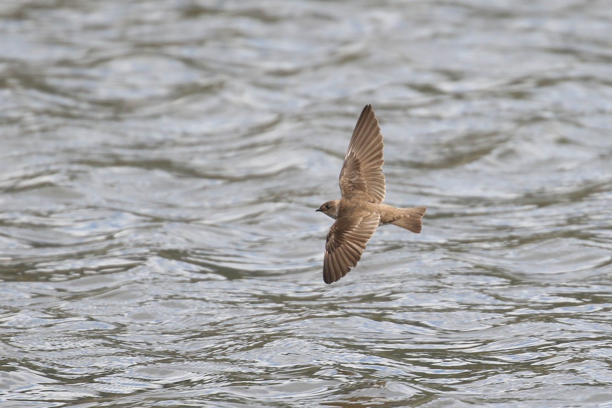 Northern Rough-winged Swallow - Alex Lamoreaux