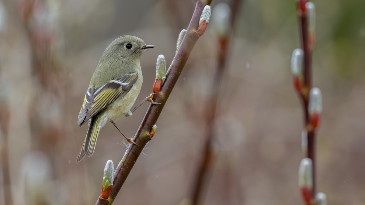 Ruby-crowned Kinglet - Eric Ellingson