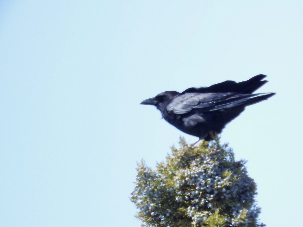 American Crow - ML219241241