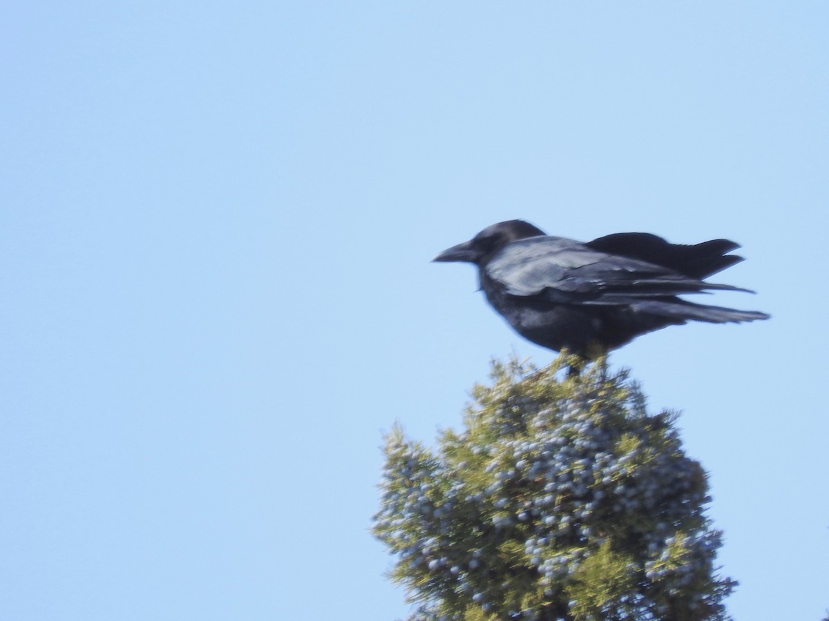 American Crow - ML219241271