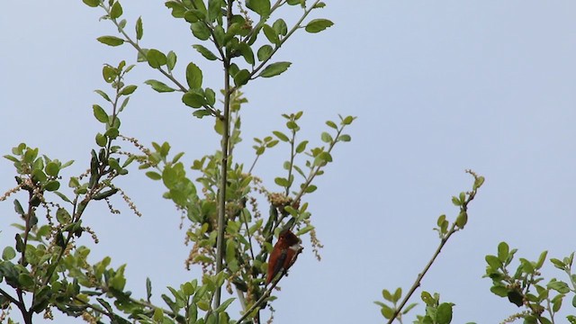 Rufous Hummingbird - ML219241521