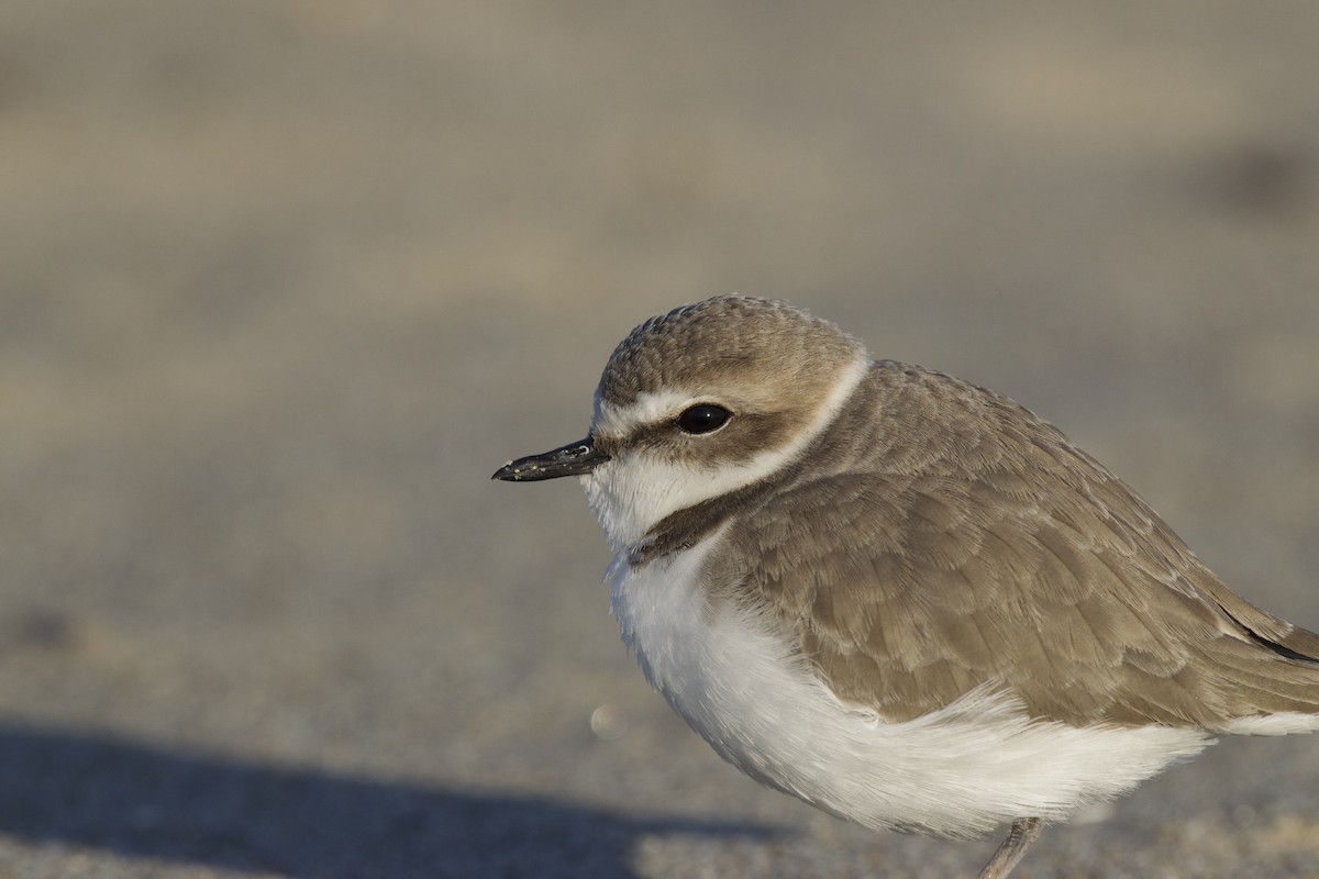 Snowy Plover - Josiah Verbrugge