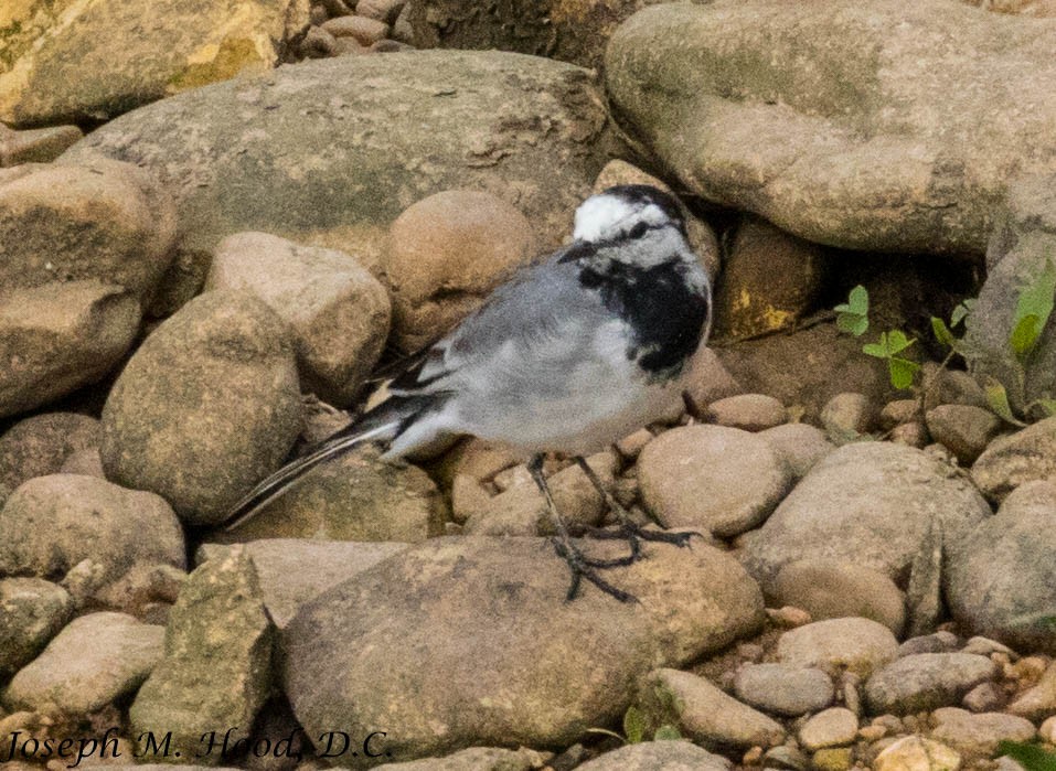 White Wagtail - ML219243541