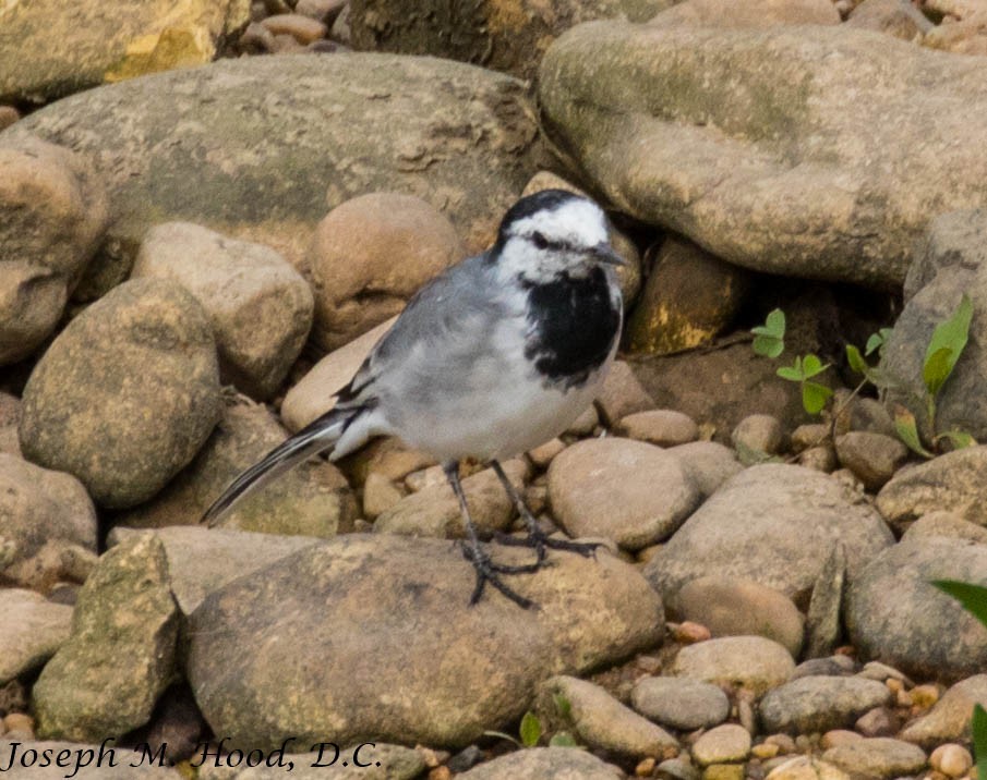 White Wagtail - ML219243591