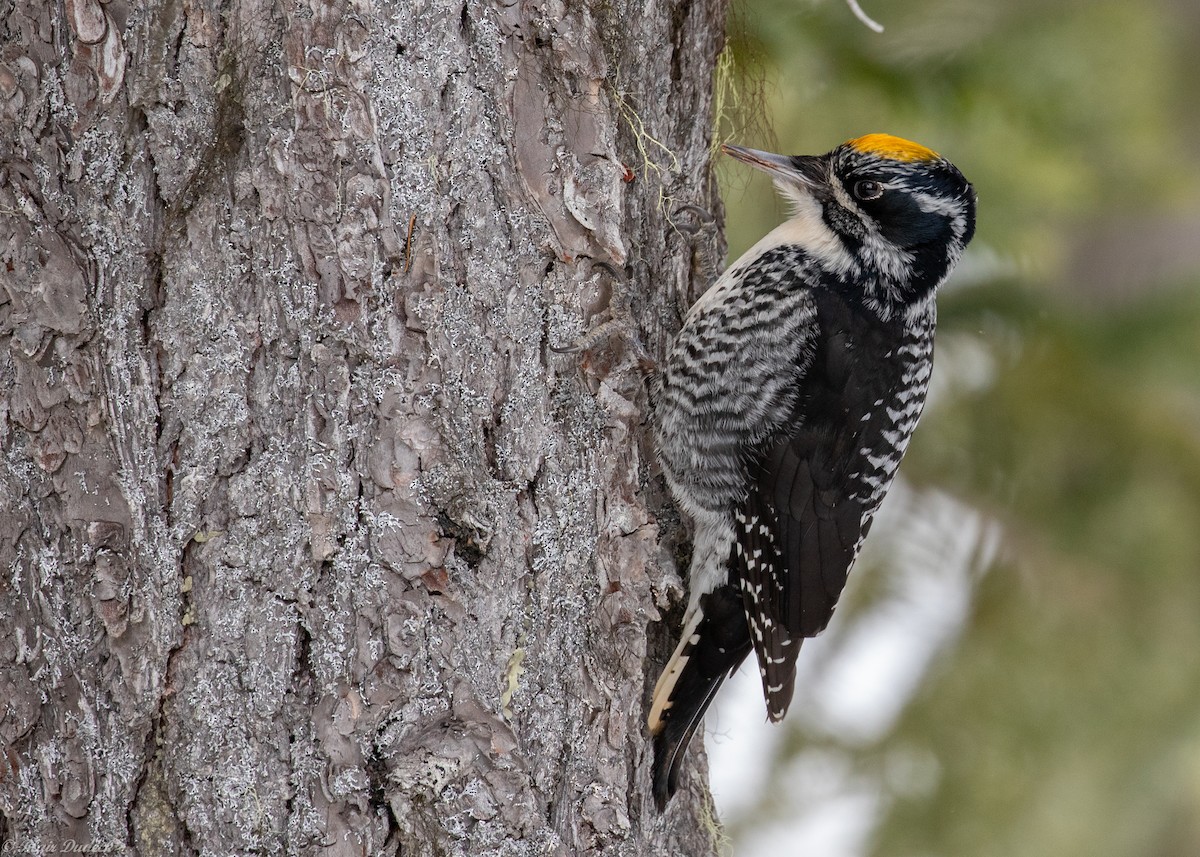 American Three-toed Woodpecker - Blair Dudeck