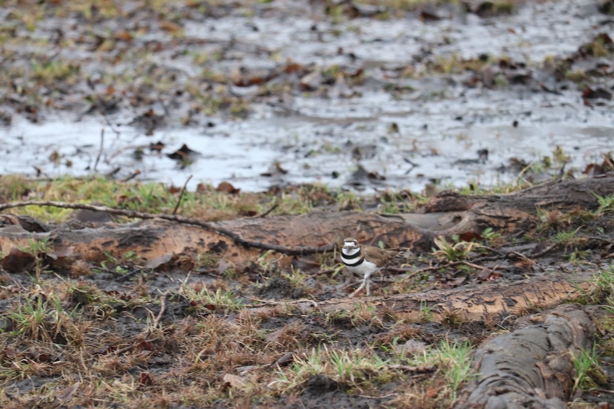 Killdeer - Gus Fusco