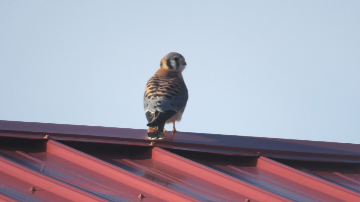 American Kestrel - ML219245841