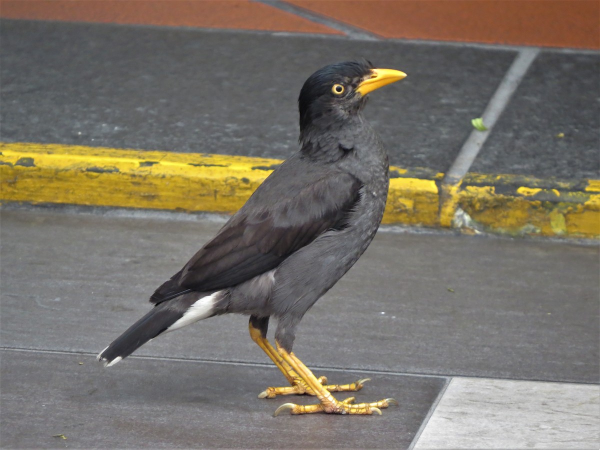 Javan Myna - ML219246251