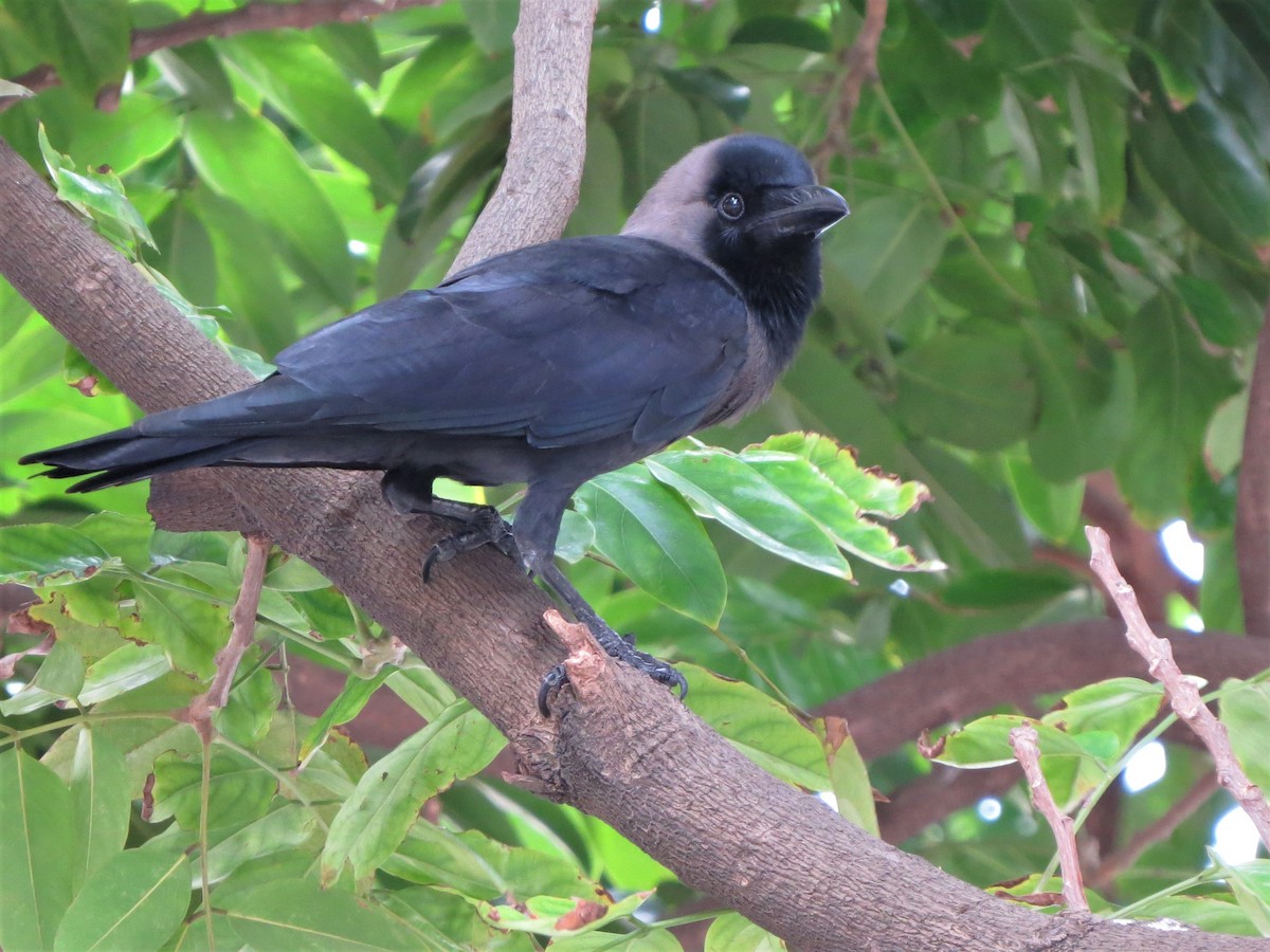 House Crow - ML219246371