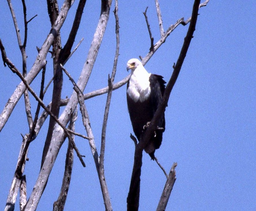 African Fish-Eagle - ML219247311