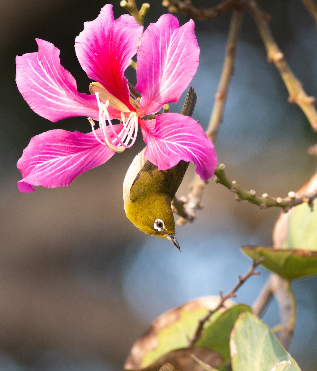 Warbling White-eye - David Brock