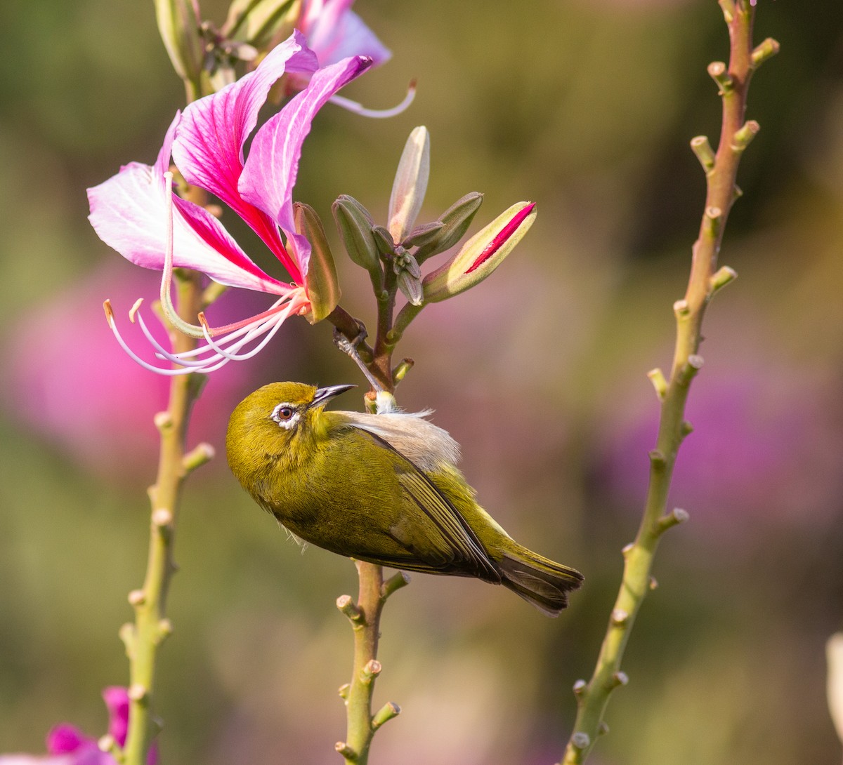 Warbling White-eye - David Brock