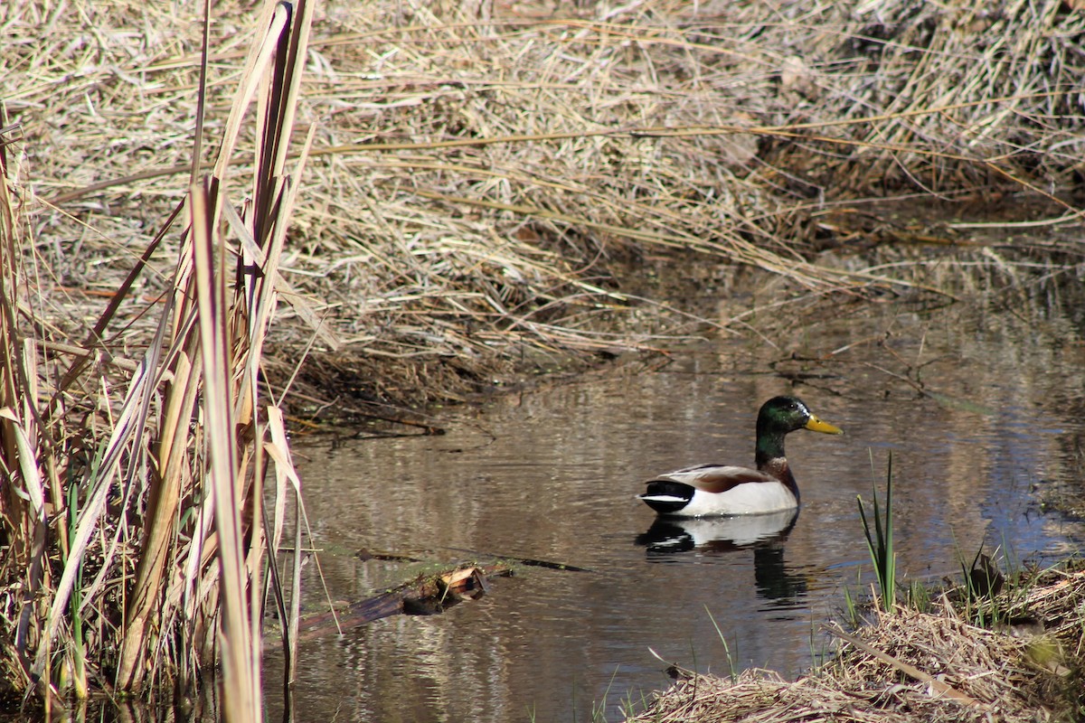 Canard colvert - ML219248261