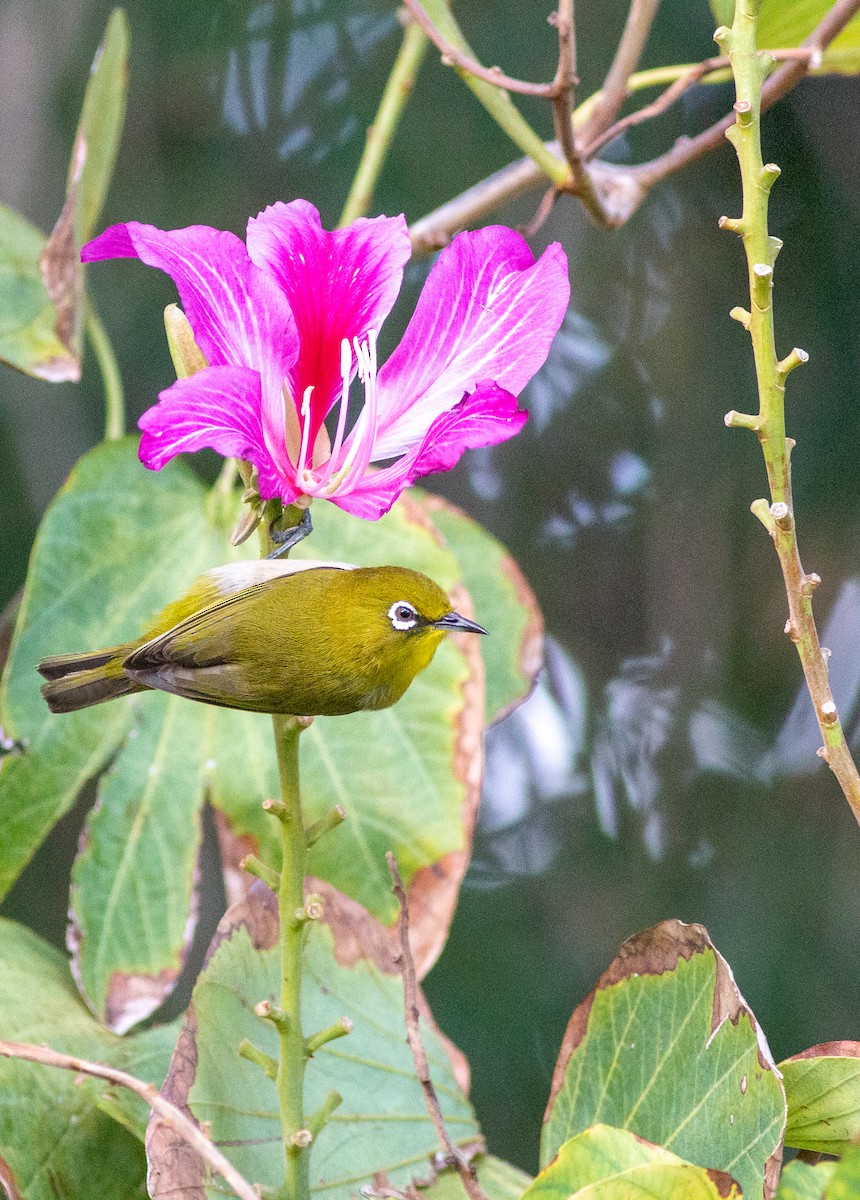 Warbling White-eye - David Brock