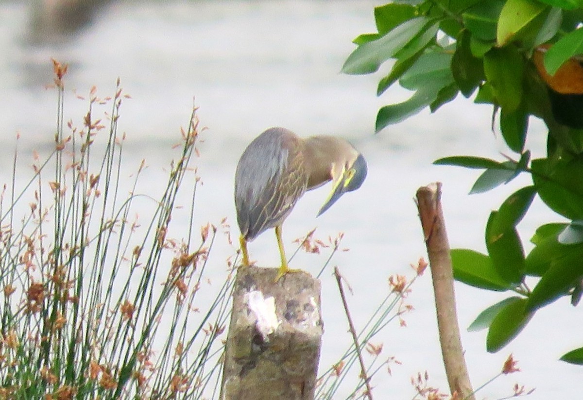 Striated Heron - Sumesh PB