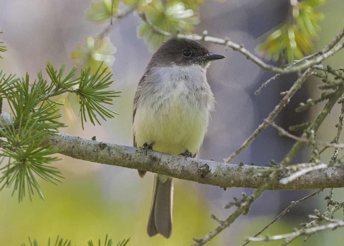 Eastern Phoebe - ML219248881