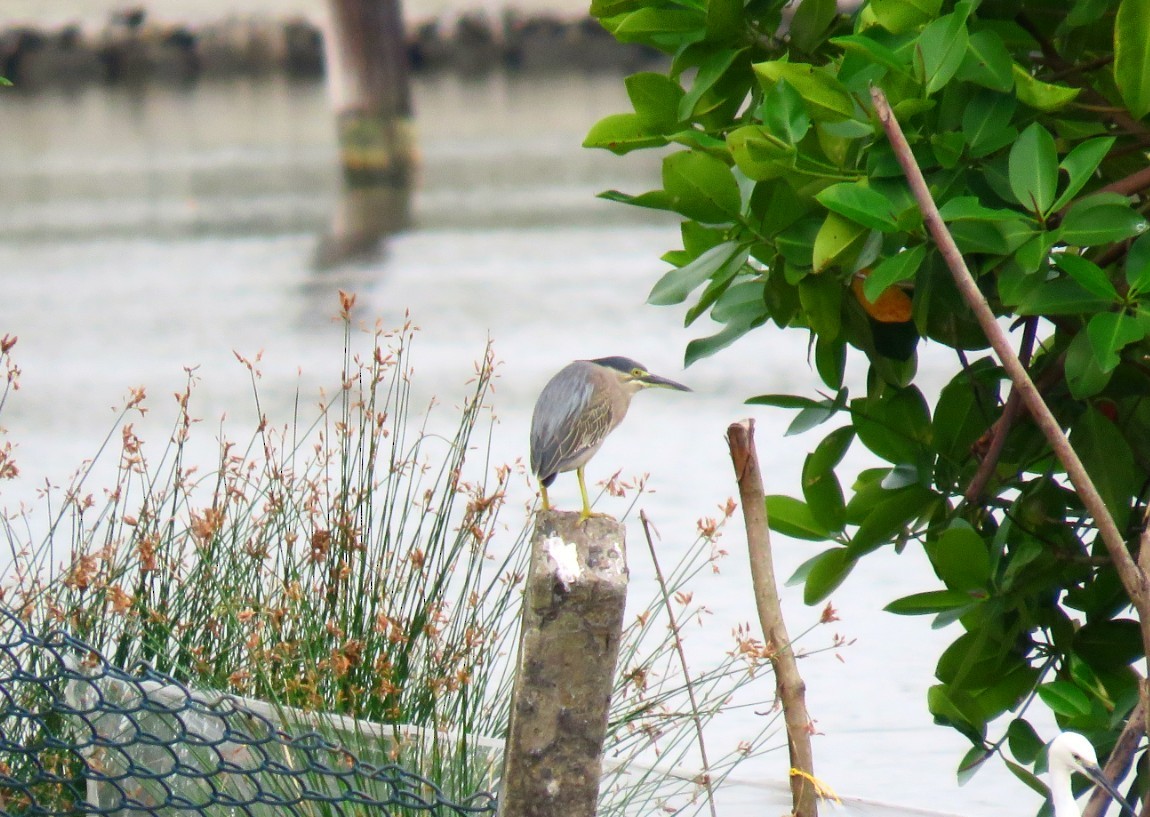 Striated Heron - ML21924911