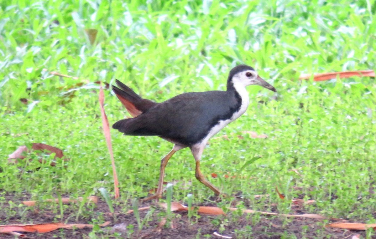 White-breasted Waterhen - ML21924931