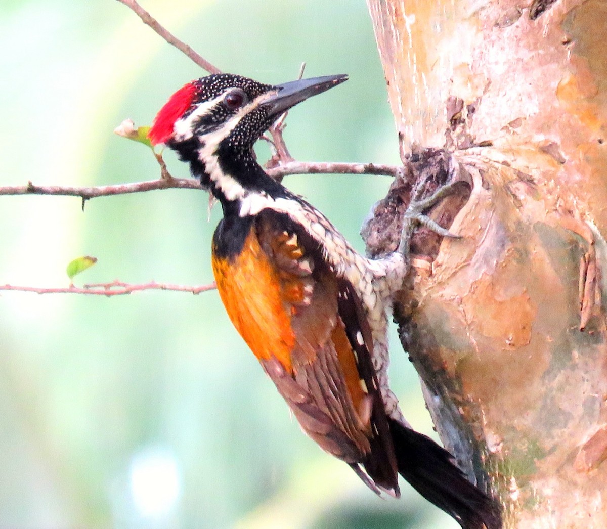 Black-rumped Flameback - ML21924971