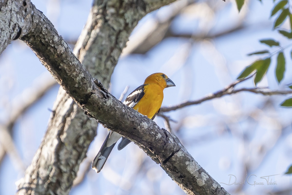Cardinal jaune (aurantiacus) - ML219249741
