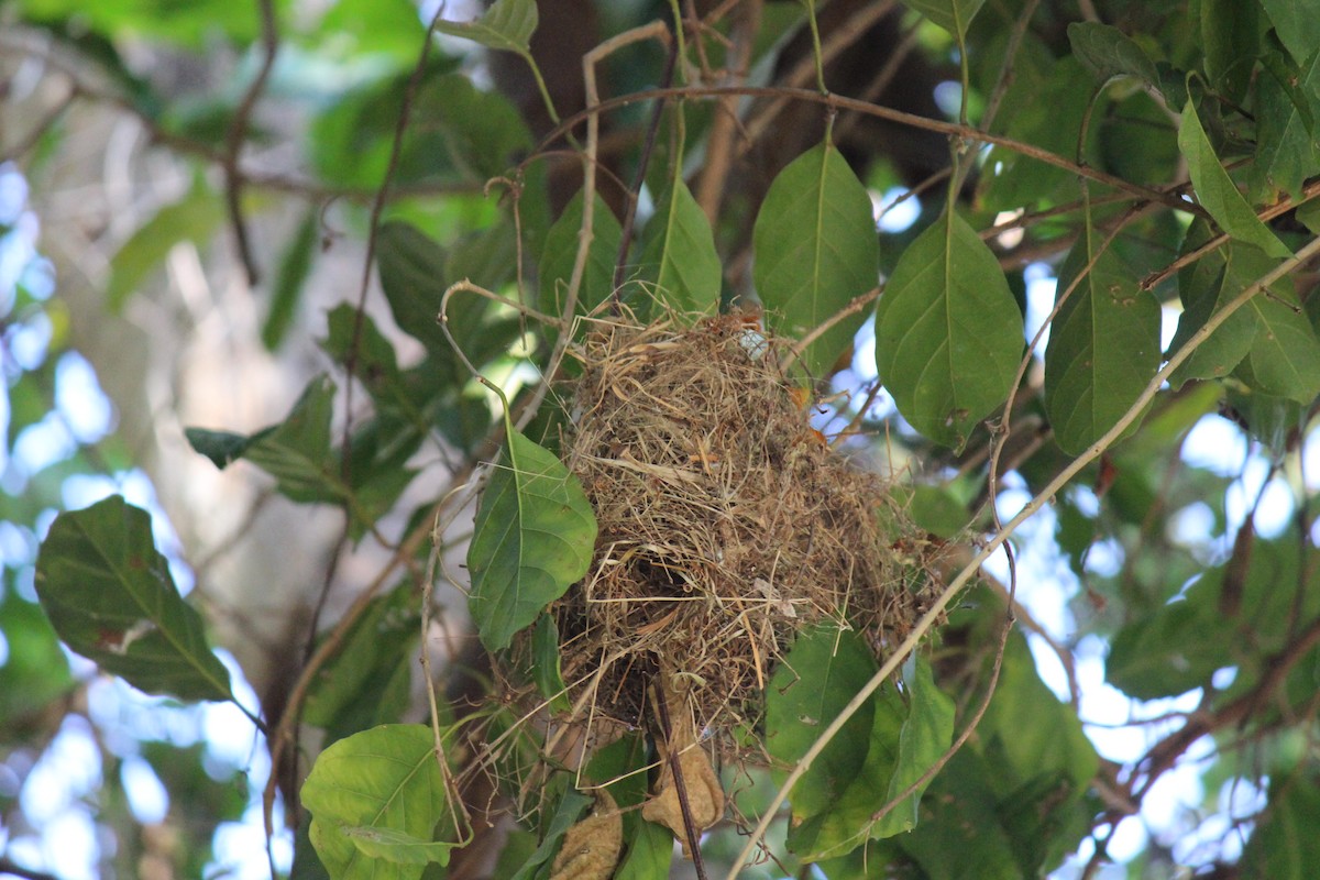 White-bellied Wren - ML219249781