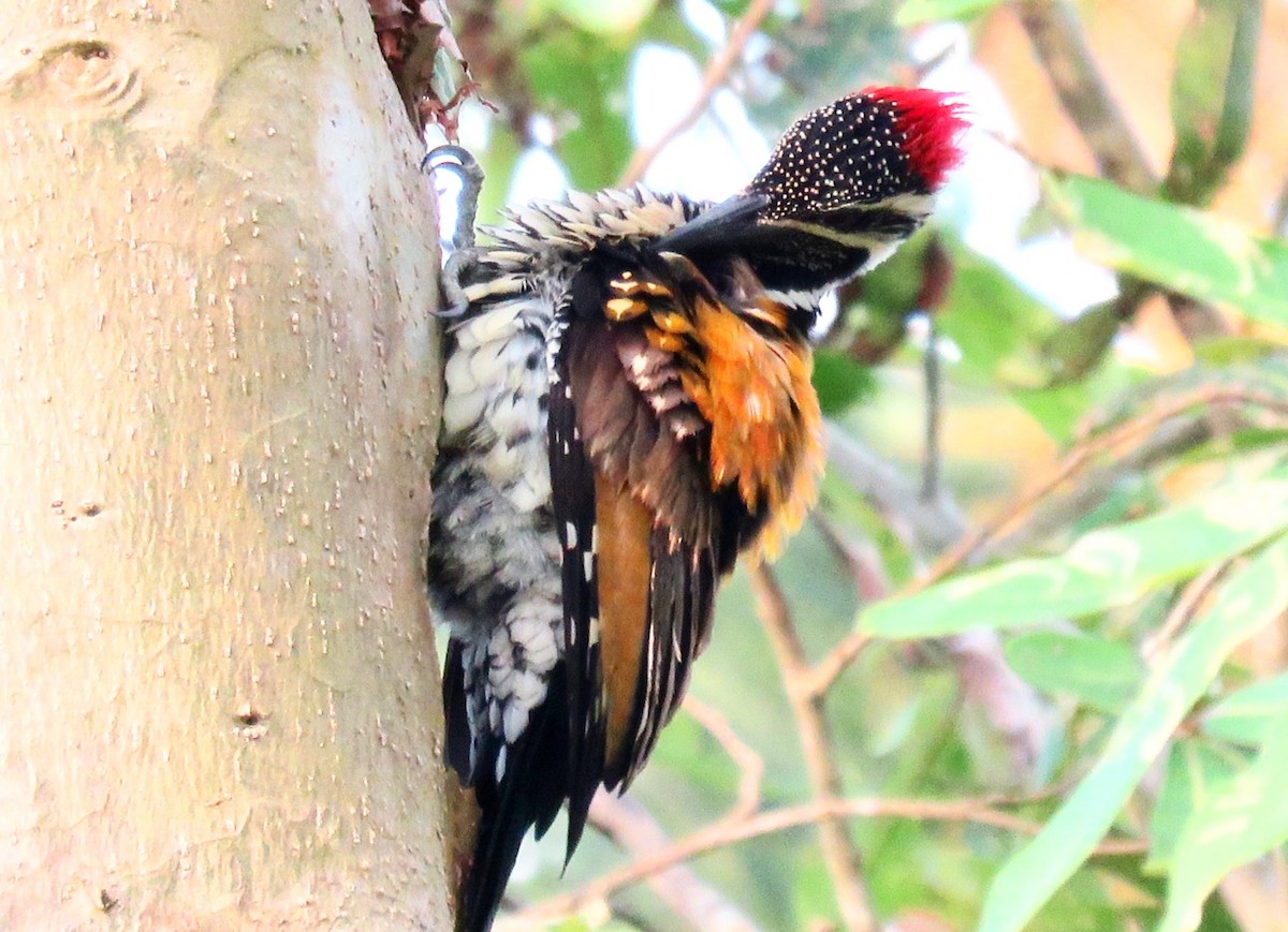 Black-rumped Flameback - Sumesh PB