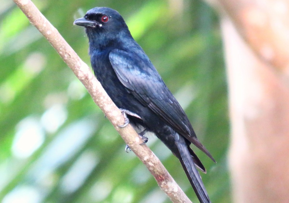 Drongo royal - ML21925011