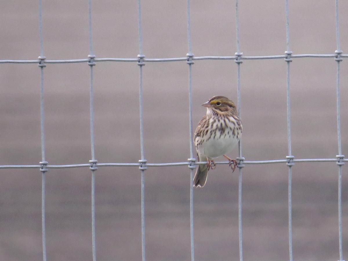 Savannah Sparrow - Sergey Pavlov