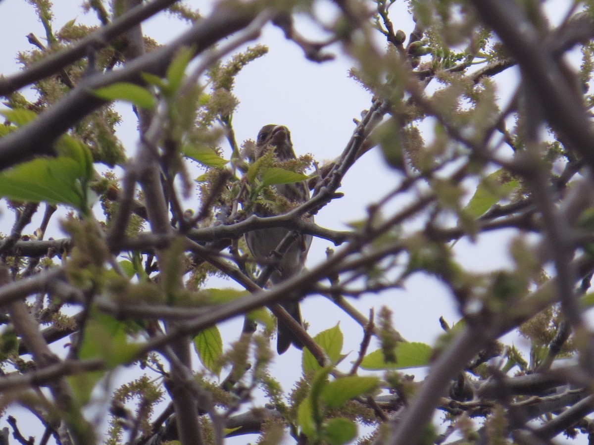 Purple Finch - Sergey Pavlov