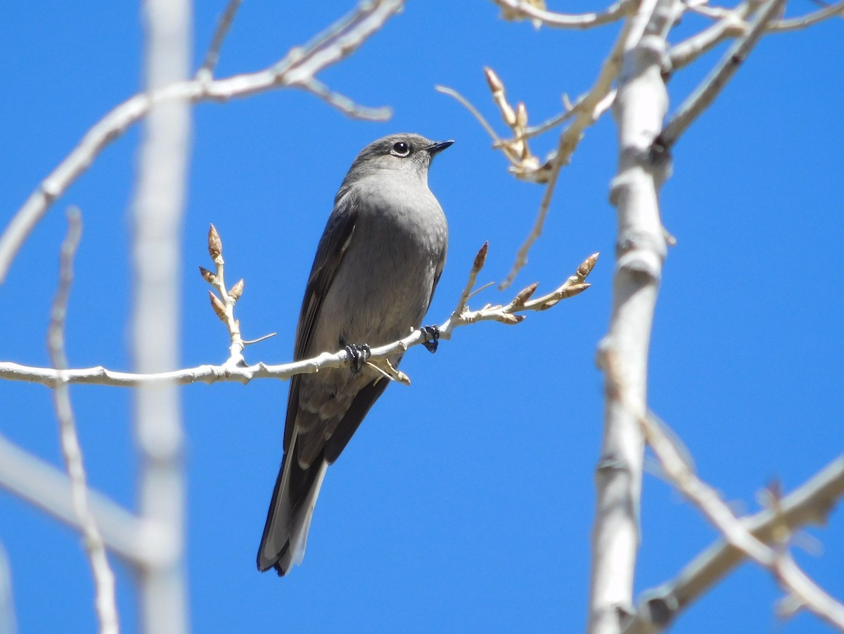 Townsend's Solitaire - S. Chalmers