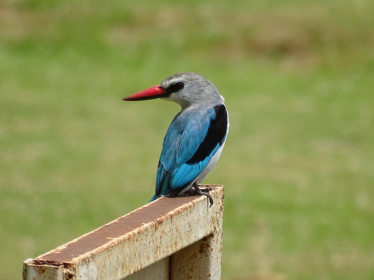 Woodland Kingfisher - ML219252781