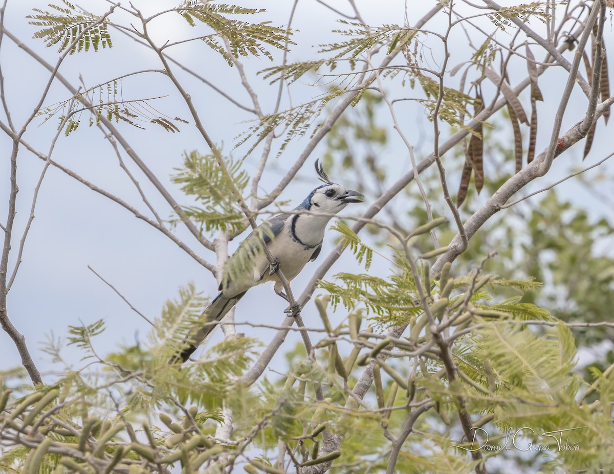 White-throated Magpie-Jay - Daniel  Garza Tobón