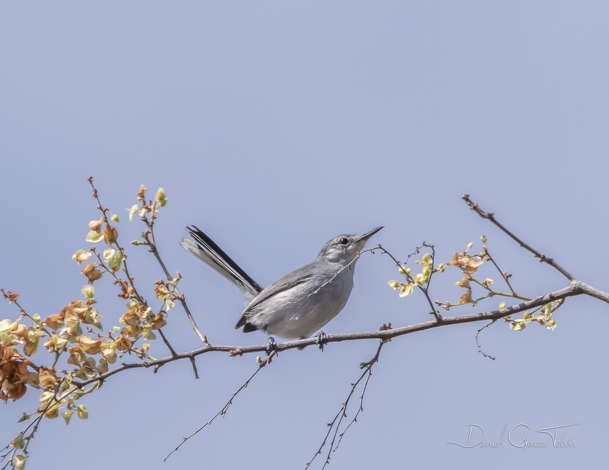 White-lored Gnatcatcher - ML219254791