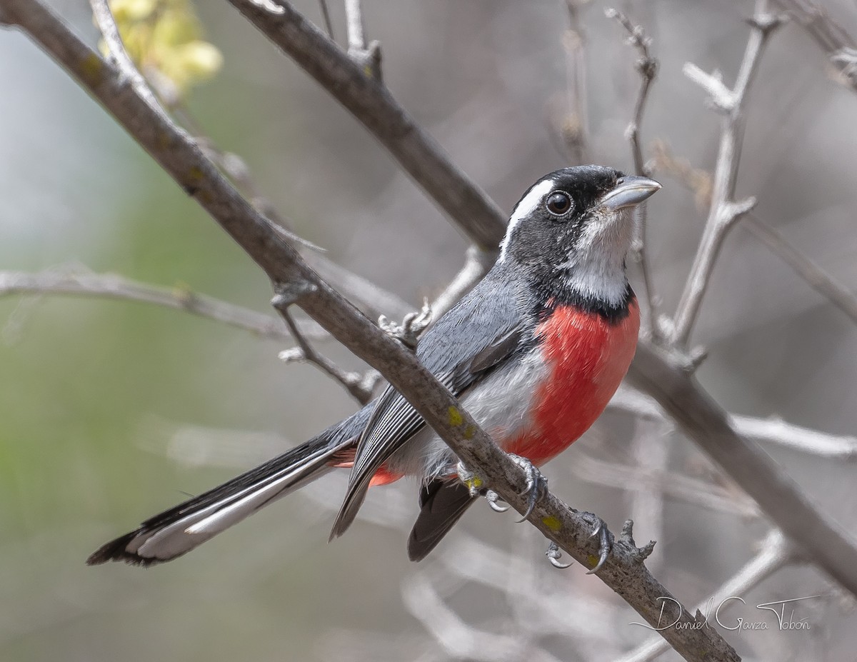 Red-breasted Chat - Daniel  Garza Tobón