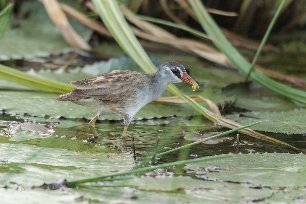 White-browed Crake - ML219255221