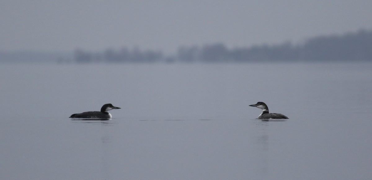 Common Loon - Jay McGowan