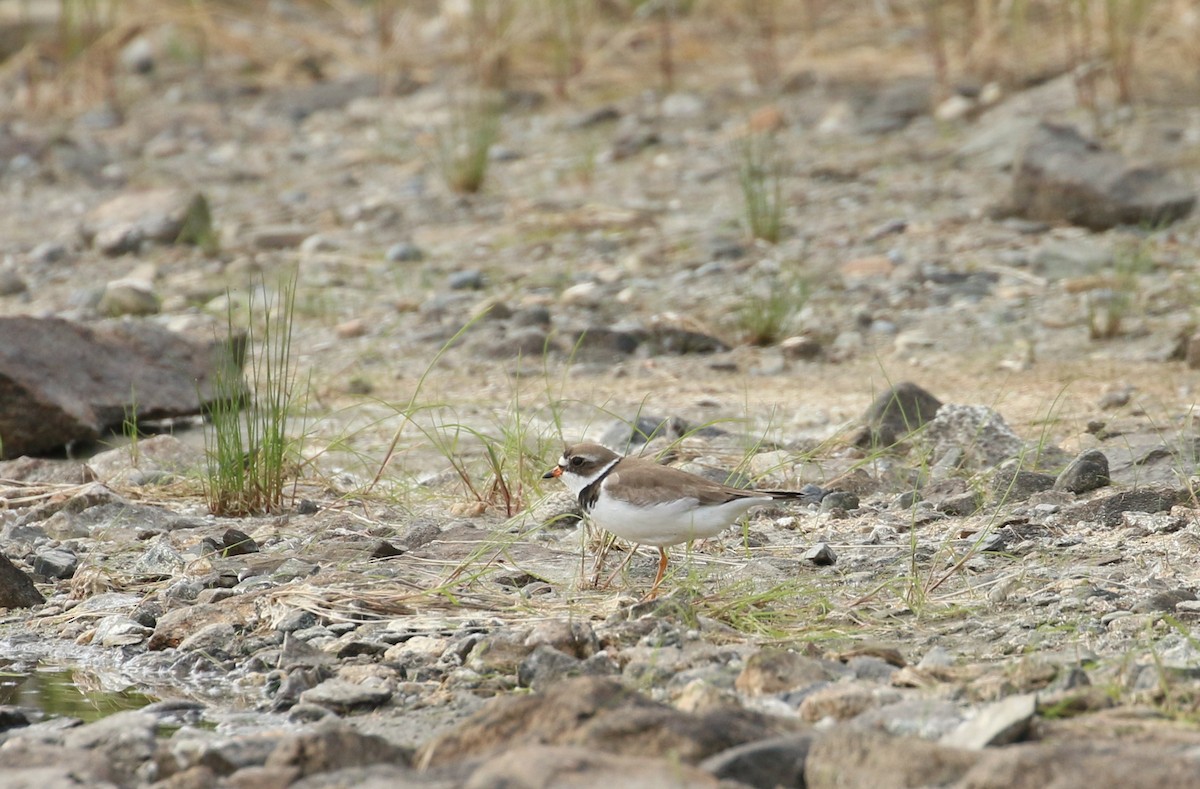 Semipalmated Plover - ML219256241