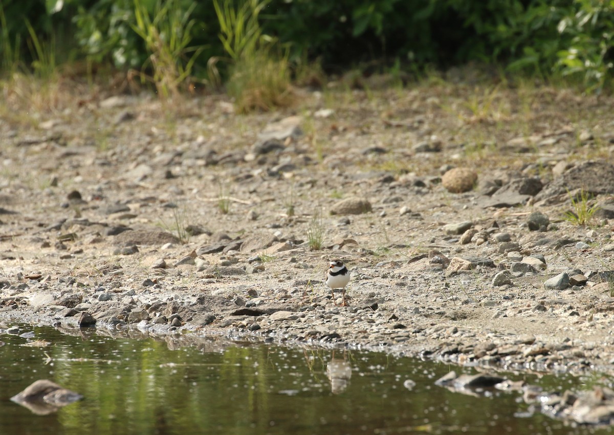 Semipalmated Plover - ML219256261