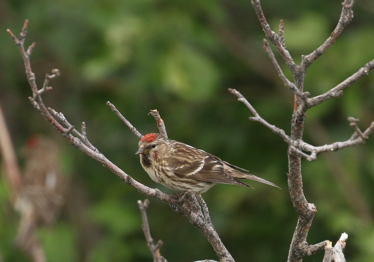 Redpoll (Common) - ML219256311