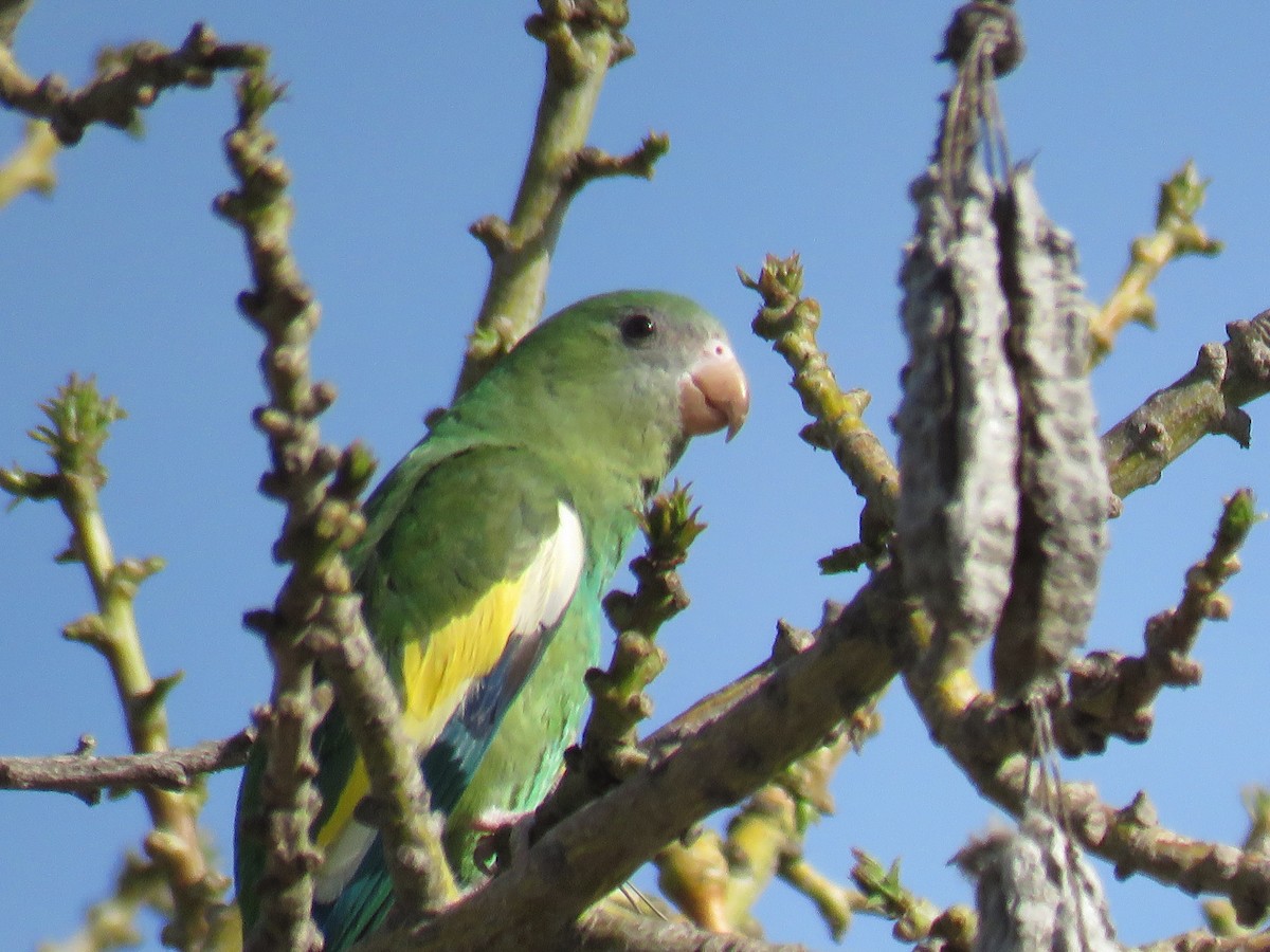 White-winged Parakeet - ML219256741