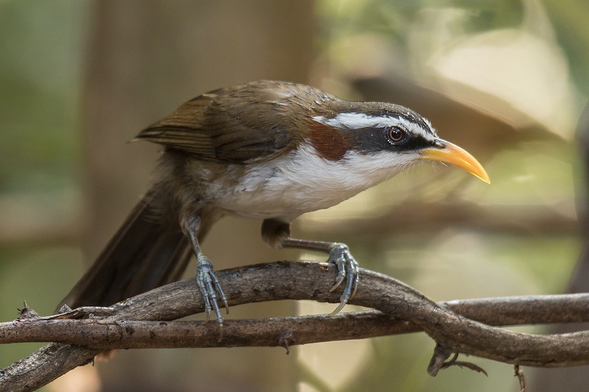 White-browed Scimitar-Babbler - Wich’yanan Limparungpatthanakij