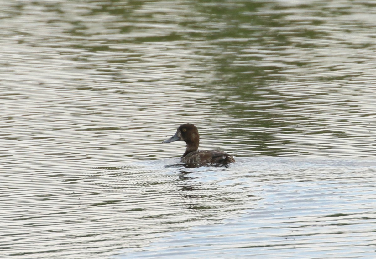 Greater Scaup - ML219258221