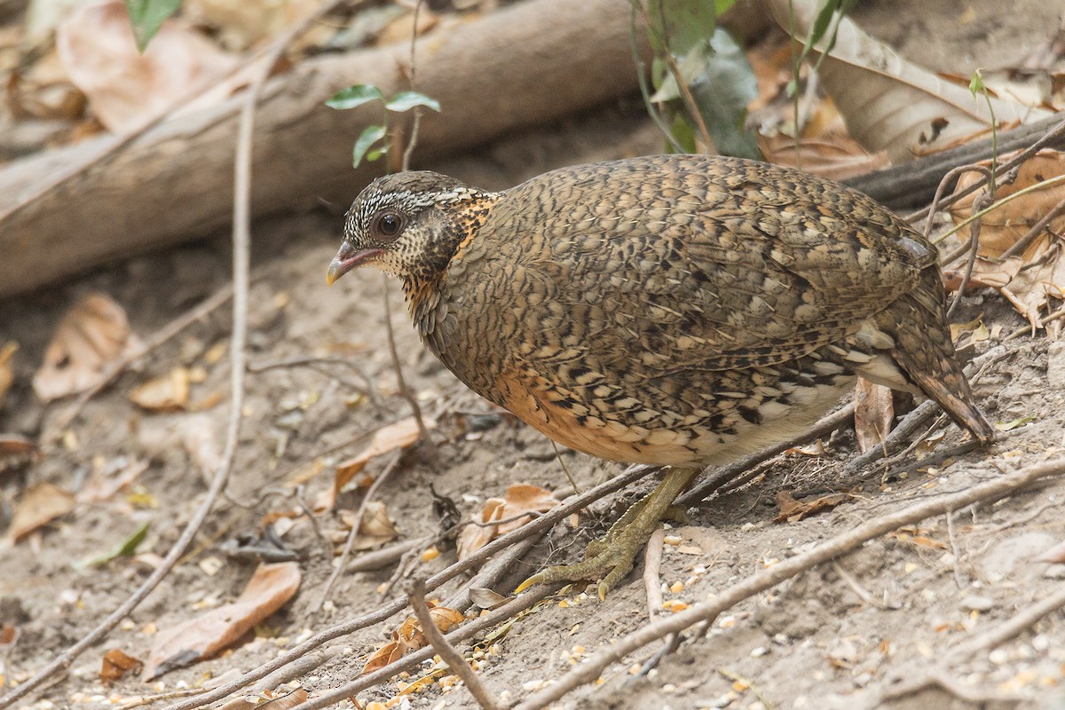 Scaly-breasted Partridge (Green-legged) - Wich’yanan Limparungpatthanakij