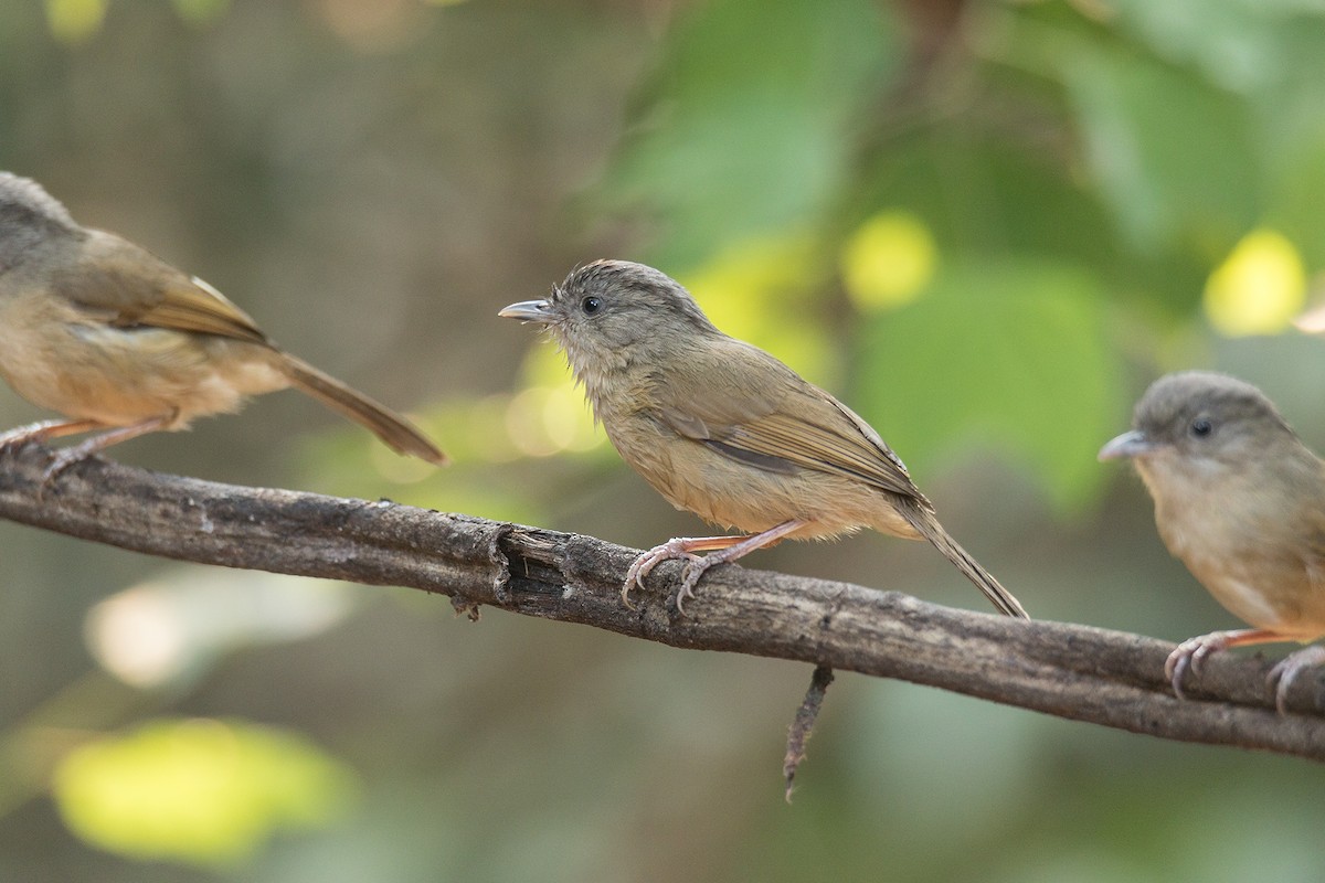 Brown-cheeked Fulvetta - Wich’yanan Limparungpatthanakij