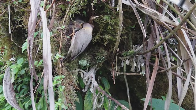 Yuhina Bigotuda - ML219259121