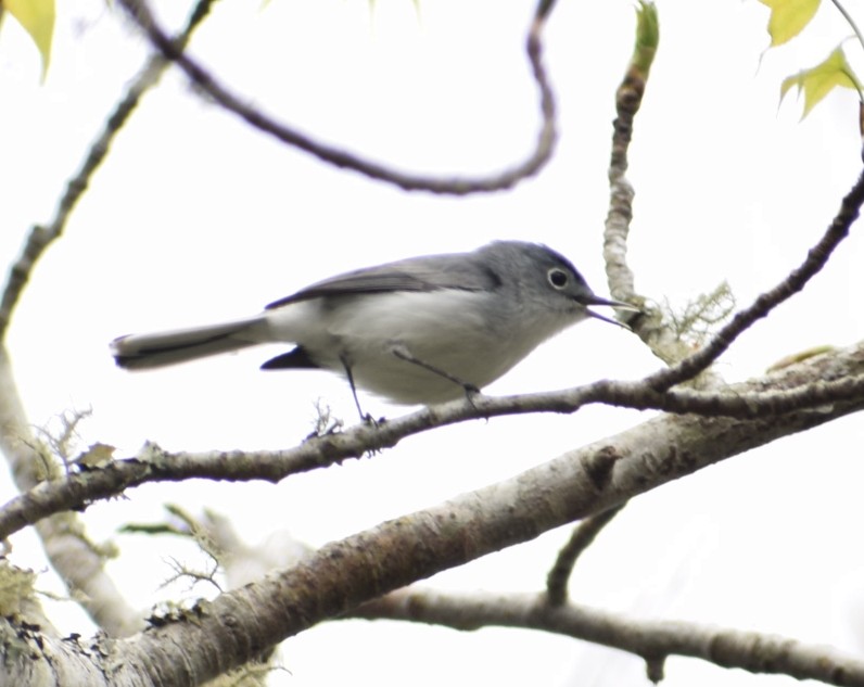 Blue-gray Gnatcatcher - ML219259971